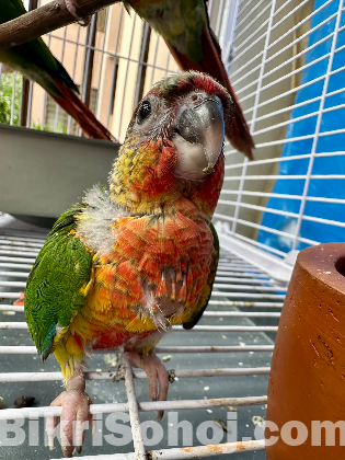 Green Cheek Conure Baby